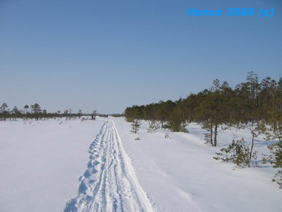 Колеи снегокатов на болоте. Фото: Марина Егорова